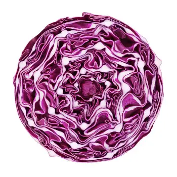 cabbage (7)-3535983-47336.webp